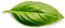 Avaleht Basil Leaf
